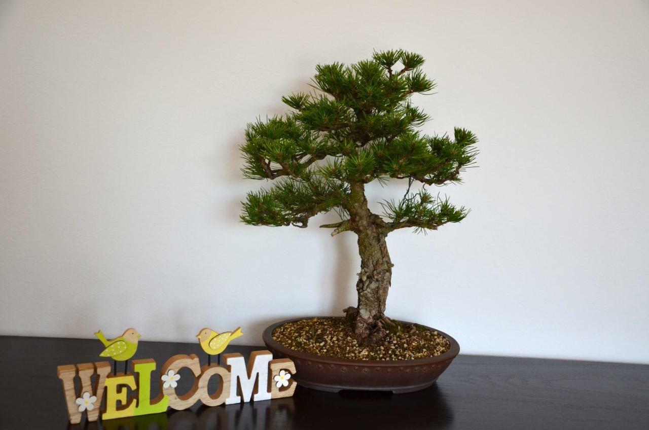 Bonsai House Apartment ปอร์โตรอซ ภายนอก รูปภาพ